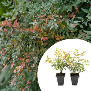 2 Gulf Stream Heavenly Bamboo Plants in 3.5” Cubes | Ornamental Red-Tipped Evergreen Shrub for Landscaping & Borders (Nandina domestica)