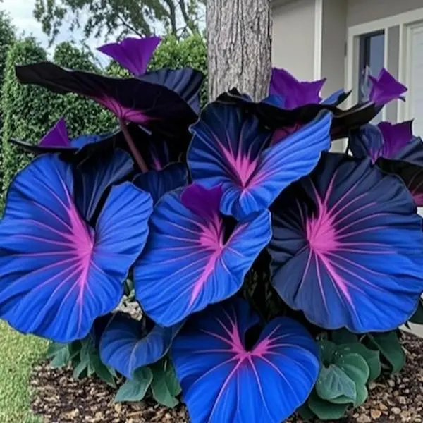 700PCS Blue Purple Hosta Seeds – Unique & Easy-to-Grow Perennial – Low Maintenance, Perfect for Shade Gardens & Pots, Indoor & Outdoor Planting
