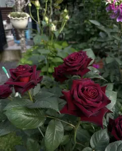 200 Black Baccara Rose Seeds – Unique Double Blooms for Gardens and Floral Arrangements Black rose seeds, red rose seeds Rare Flower Seeds Garden Aesthetics Timeless Beauty Garden Elegance Outdoor Gardens Plant