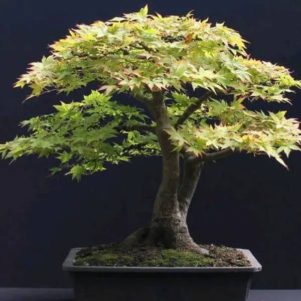 green Japanese maple*bonsai*tree*sapplings*outdoors*gardening*art  Decorative Plants Decor Ornaments Fruit deal sale free sample - TikTok Shop