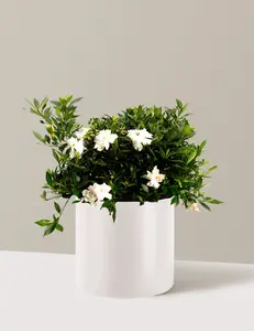 Radicans Gardenia
