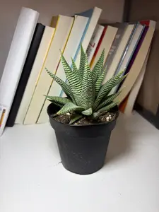RZ-28   Haworthia Miami Live Plant – 4 Inch Pot Zebra Succulent Indoor Houseplant | Decorative Compact Succulent with Textured Leaves | Beginner Friendly Low Maintenance Plant | Natural Minimal Desk Plant for Home & Office rare collector garden