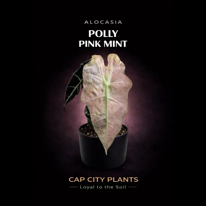 Alocasia Pink Polly Mint Tissue Culture