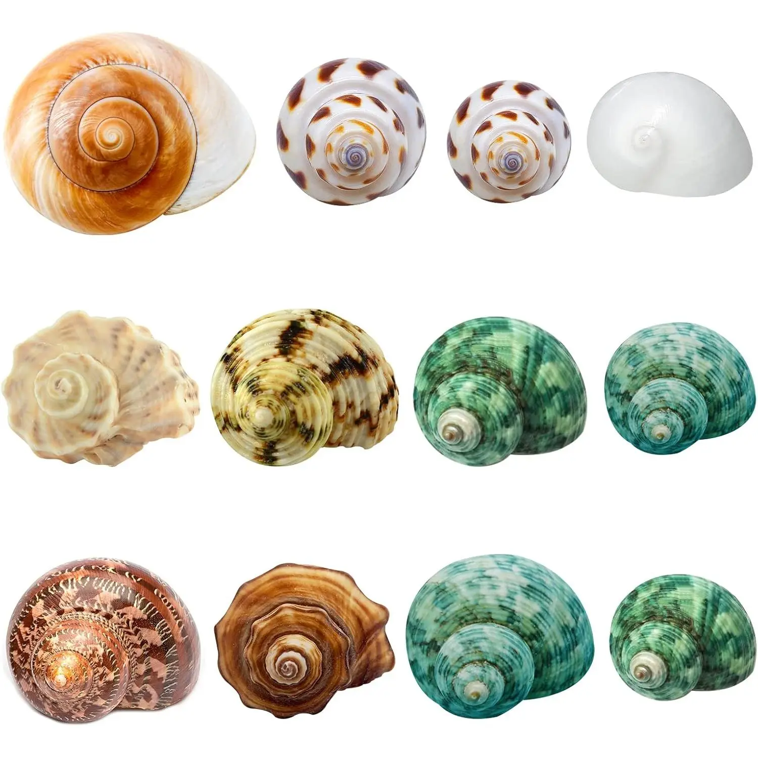 Hermit Crab Shells Medium and Large - 12count Growth Turbo Seashells Size 1.4"-3.2" for Small Medium and Large Crabs - Saltwater Hermit Crab Supplies, Natural Sea Shell Decor