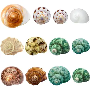 Hermit Crab Shells Medium and Large - 12PCS Growth Turbo Seashells Size 1.4"-3.2" for Small Medium and Large Crabs - Saltwater Hermit Crab Supplies, Natural Sea Shell Decor