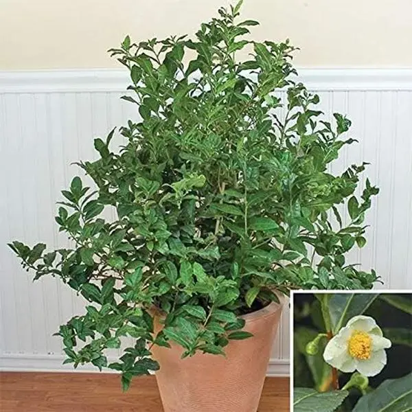 Green Tea Plant Seeds - Camellia sinensis, also known as Tea Plant, Tea Tree  (10 Seeds) - TikTok Shop