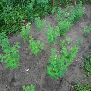 100 Seeds Fresh Chipilin Seeds Chipilin Guatemalan Seeds