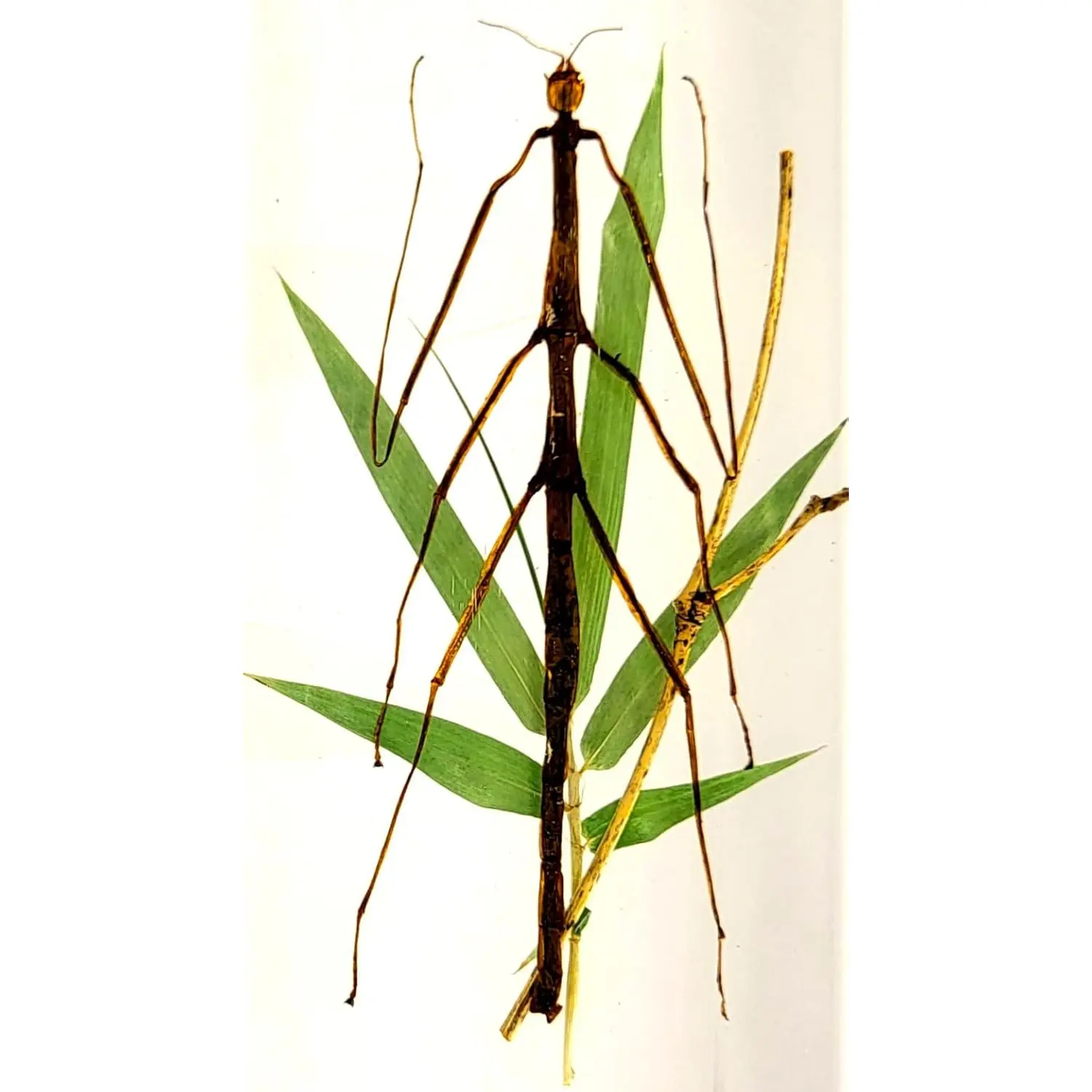 5.5" Real Mimesis Stick Insect Phasmatodea Bug in Crystal Clear Lucite Resin Specimen Paperweight Preserved Animal Taxidermy Collection