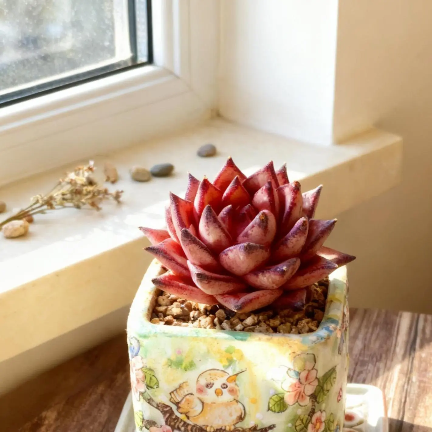 Live Romeo Succulent –Red Succulent- Easy Care, Rose-Shaped-Bold Color, Perfect for Home & Garden Decor-Holiday Decor？/Echeveria agavoides Romeo