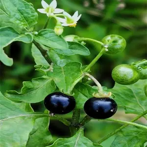 Nightshade seeds Potted plants Garden plant seeds are rare suitable for outdoor and indoor planting in home gardens and potted growth.