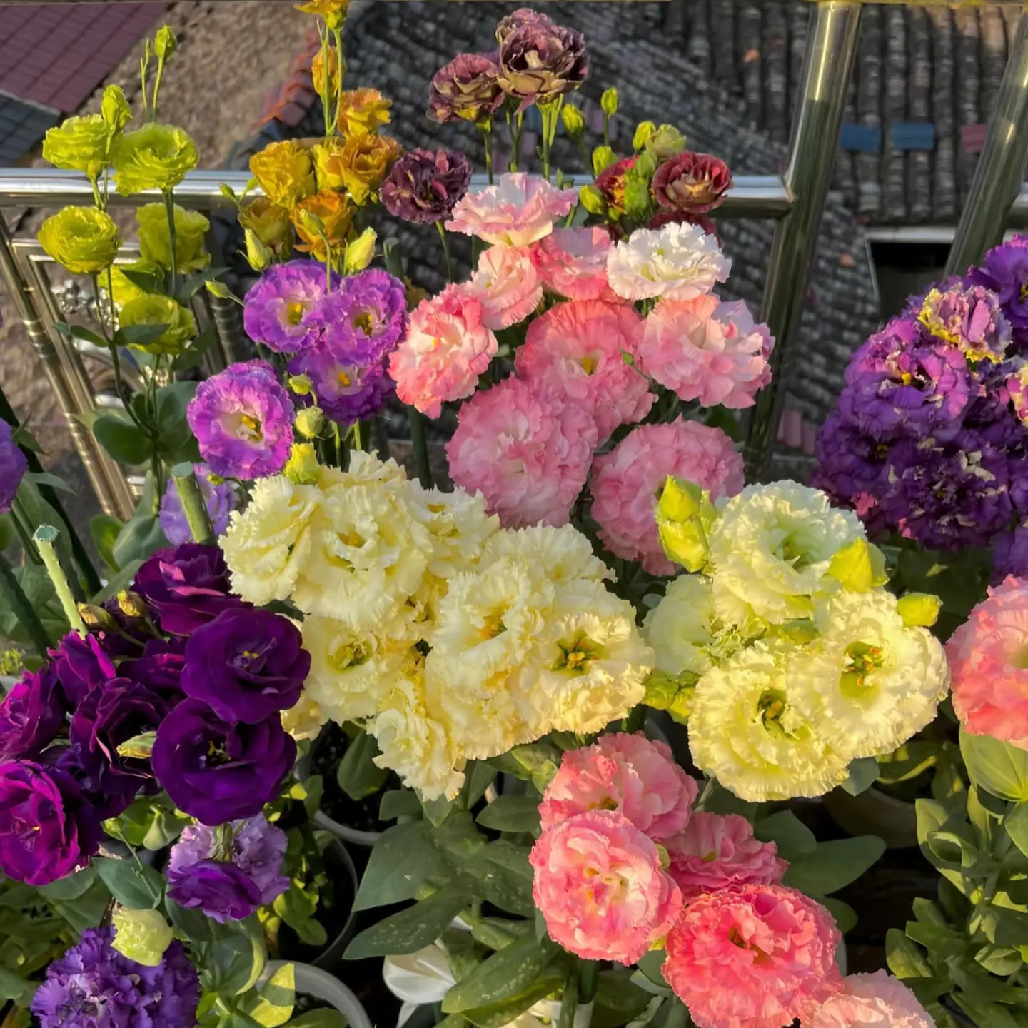 Mixed Platycodon grandiflorum seeds (800+seeds), with diverse colors, easy maintenance, high germination rate, suitable for balcony and courtyard planting,  20yjh0