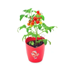 LUSH&DEW Starter Grow Kit - Tomato #Gardening #Home&garden #Gardener #Plant #Vegetables #Flowers #Seeds #Raisedbed #Container #Pot #Soil #healthy #tomato