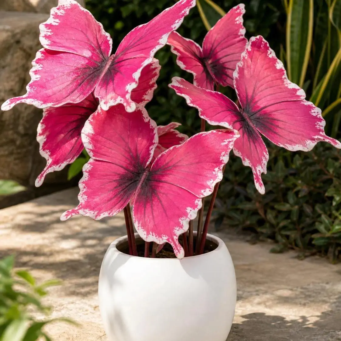 Pink Butterfly Hosta Seeds (About 800 Seeds) – Lush Colorful Foliage, Decorative Look for Borders, Indoor Pots, Shade Gardens, Adds Interest to Home & Garden Spaces, Enriches Overall Landscaping
