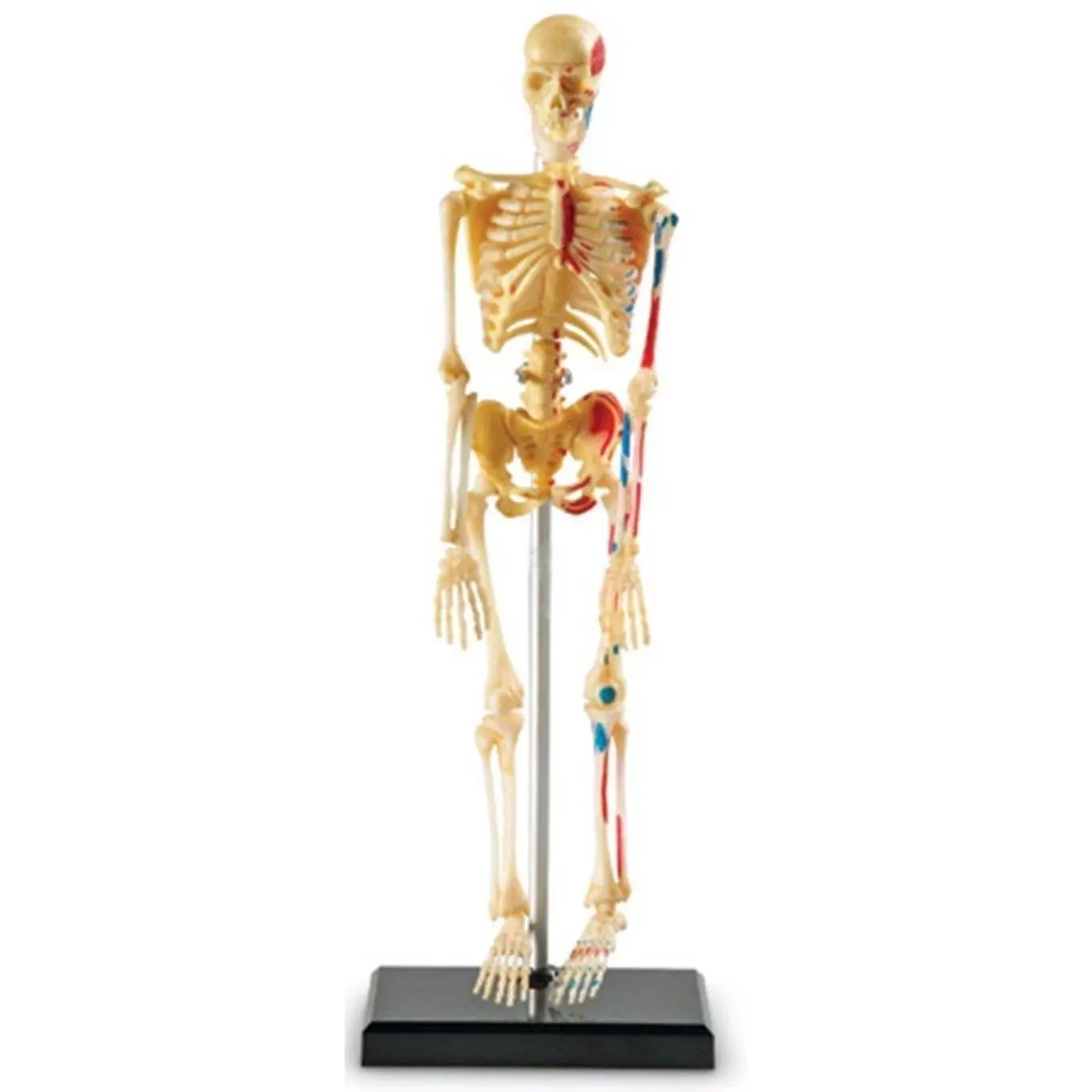 Skeleton Anatomy Model