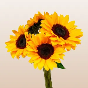 Sunflowers Select Brown Center Rustic Wedding Bouquet 60cm Stem 10 Day Vase Life 30-50-90 Pack Options