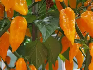 Bhut Jolokia Naga Orange | Ghost Chili Pepper | 20_Seeds