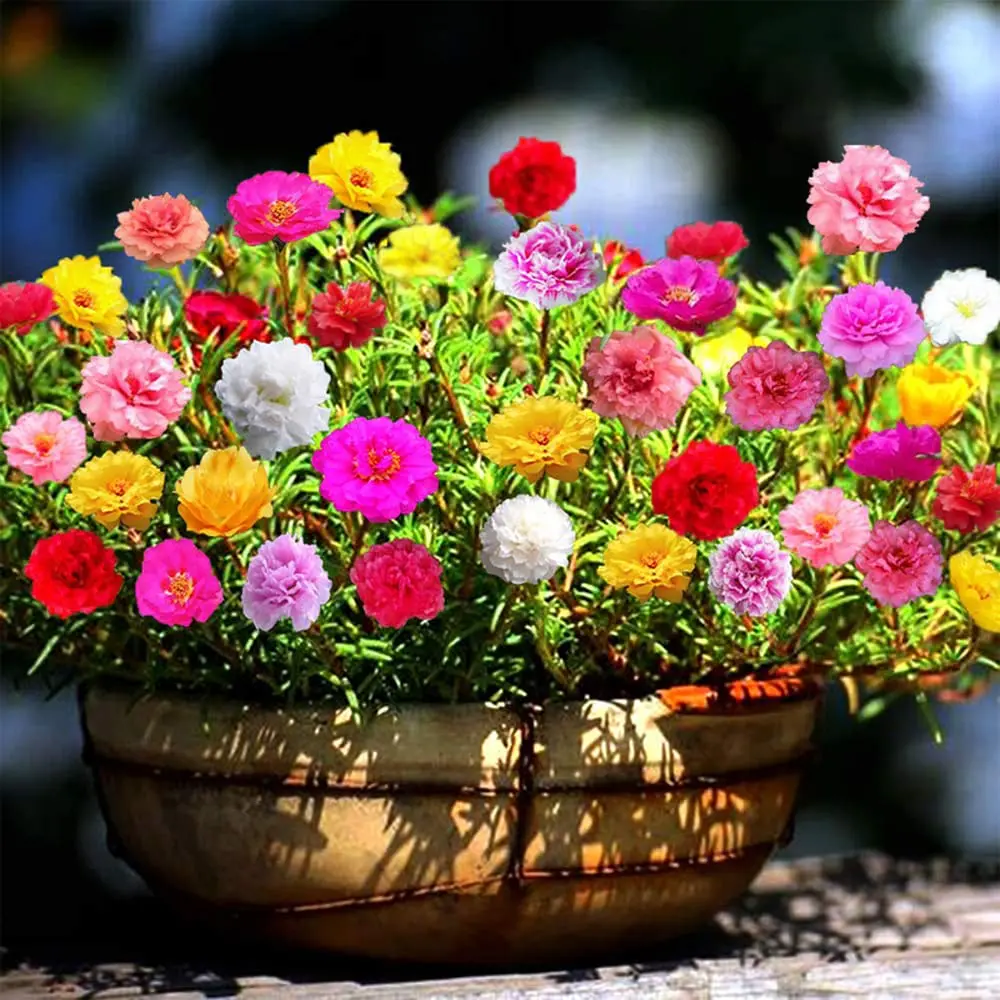 60000+ Moss Rose Seed Mix, Purslane is suitable for home garden planting and cultivation, non-GMO heirloom ground cover plants, heat and drought tolerant, also suitable for small spaces
