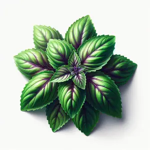 Basil (Sweet Thai) (4x)