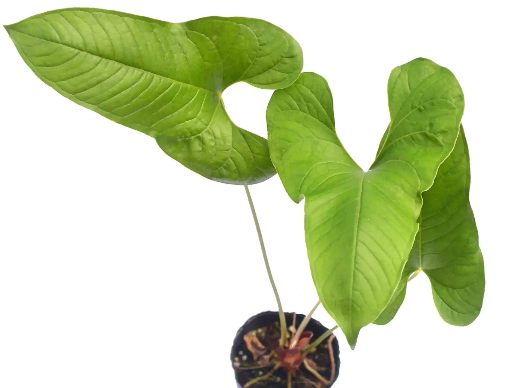 Anthurium insigne Camao - TikTok Shop