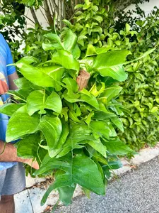 Epipremnum Skeleton Key Pothos XL totem - 8" pot