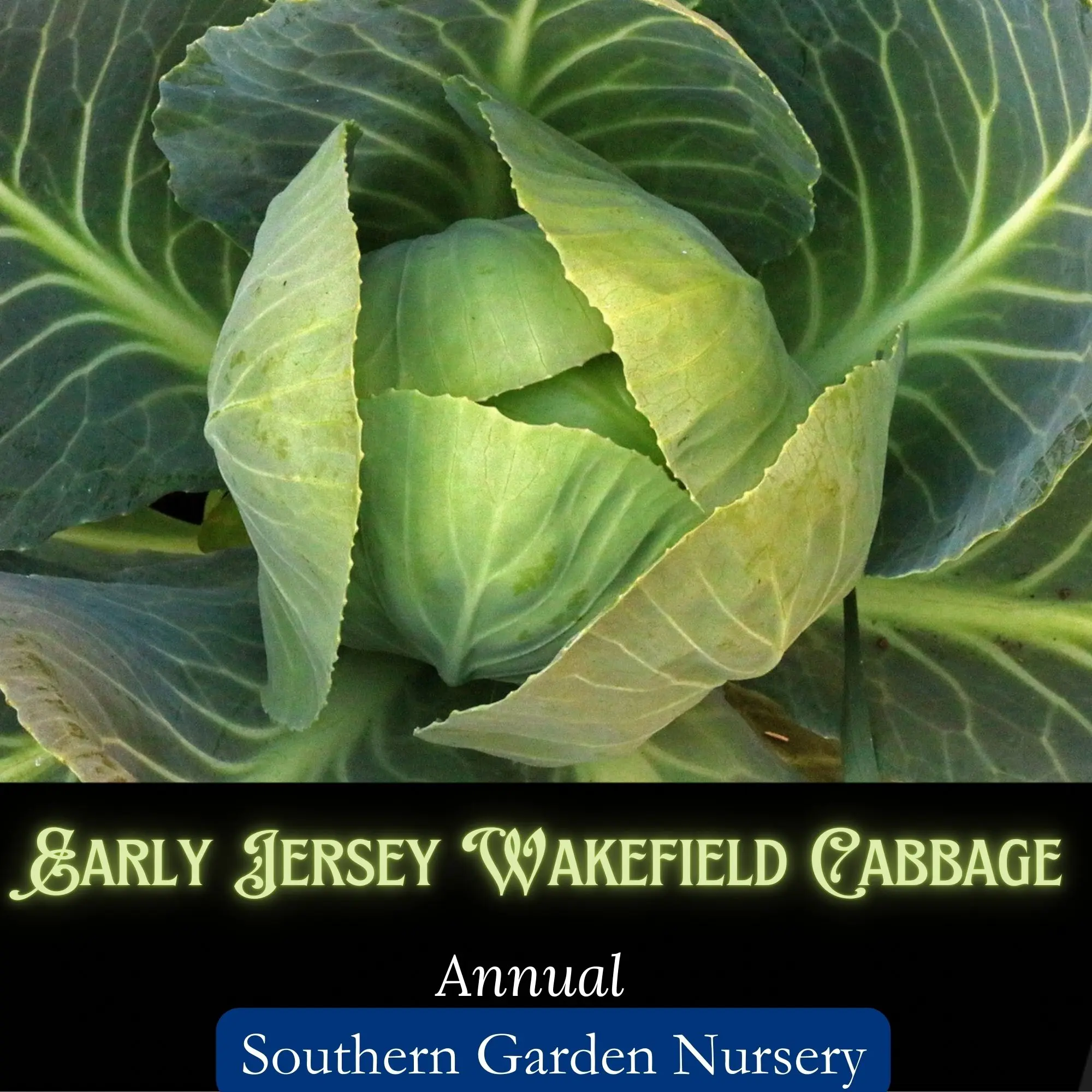 Early Jersey Wakefield Cabbage Seeds, Cool-Season Heirloom Vegetable Seeds