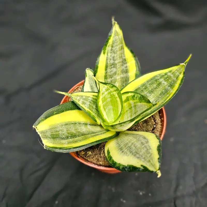 snake plant' Snake Plant