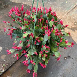 Spring Cactus 8 inch pot