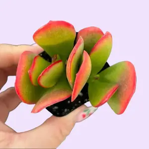 2” Crassula Ovata Sunset