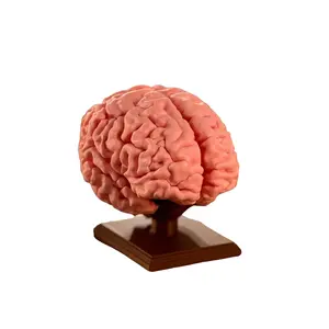 3D Printed MRI-Scanned Human Brain Model – Perfect for Medical Learning