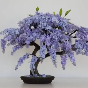10 seeds BLUE FLAMBOYAN BONSAI ACARANDA MIMOSIFOLIA rare flowering tree seed
