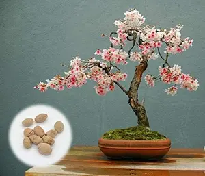 100 Japanese Flowering Cherry Blossom Bonsai Seeds, Sakura Bonsai Seeds - Fresh Exotic Rare Bonsai Seeds -Flower Seeds Showy Privacy Screens Striking Flower Tree for Pot Ground Bonsai.