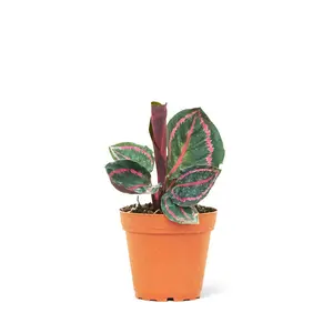 Calathea 'Dottie', Small