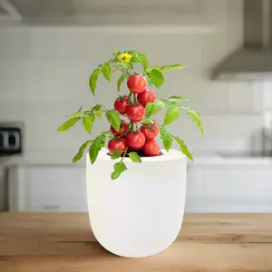 Tomato Red Robin Hydroponic Kit