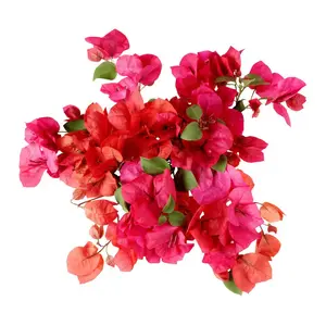 #5 Barbara Karst Bougainvillea Flowering Shrub Plant (2-Pack) Nocturnal Gardens