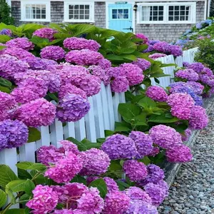900+ Mixed Color Hydrangea Seeds for Planting, Hydrangea macrophylla Giant Snowball Hydrangea Fast Growing Shrub, Flower Plant Wedding, Outdoor Garden - Potted Plants