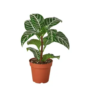 4" Zebra Aphelandra Plant