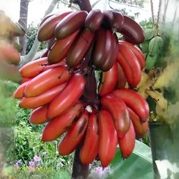 Cuban Red Banana Plant - 2-3 ft Tall in 3-Gal Pot, Not Shippable to CA, TX, MS, AZ, LA, Puerto Rico, or Any Island