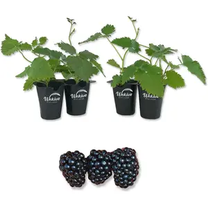 Blackberry Plant - 4 Live Starter Plants - Rubus - Fruit Trees for The Patio and Garden