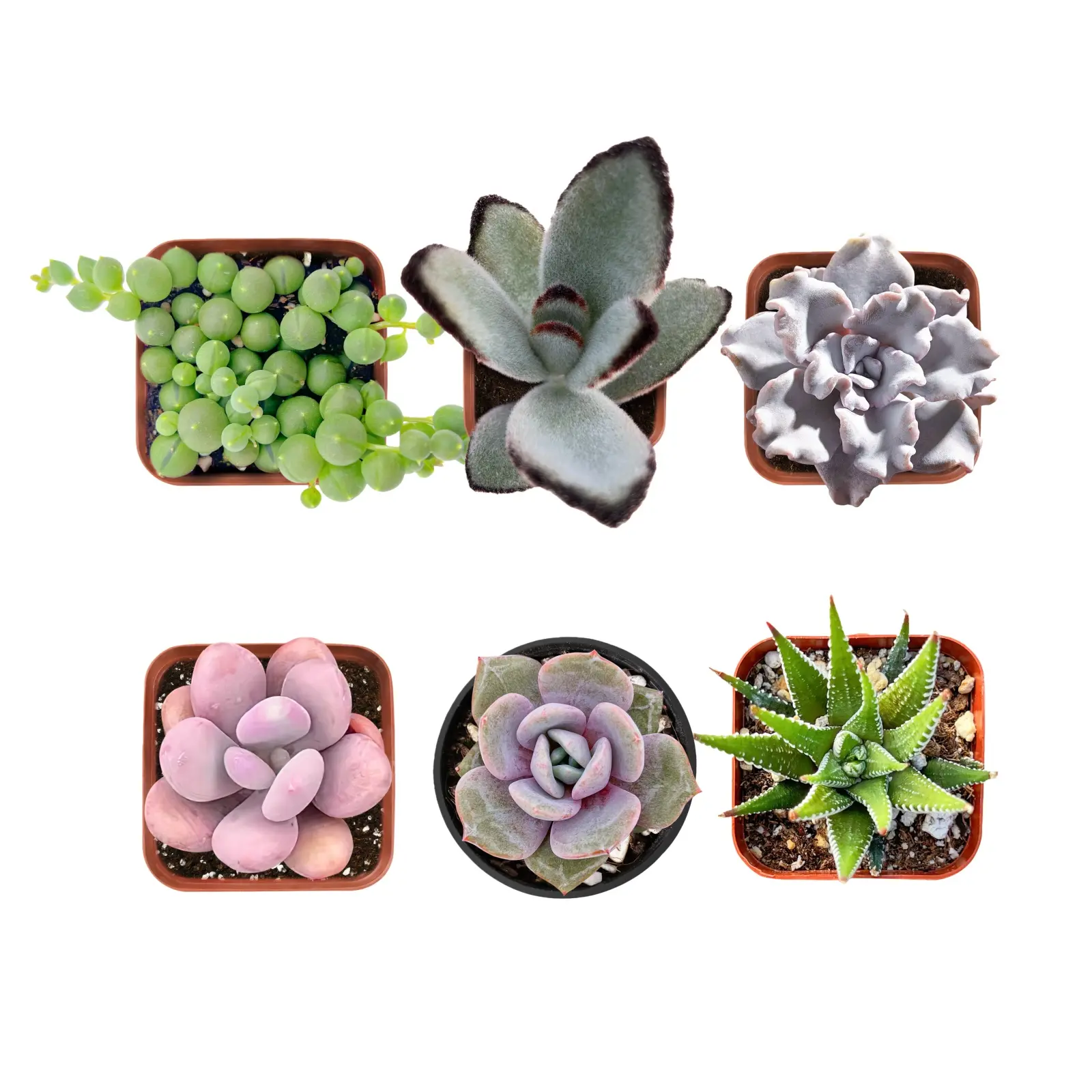6pcs Live Succulents with 6 Varieties