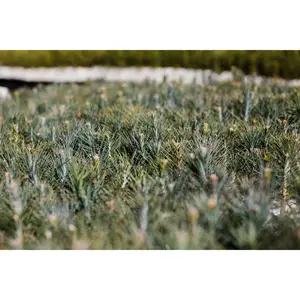 Jeffrey Pine | Lot of 30 Tree Seedlings