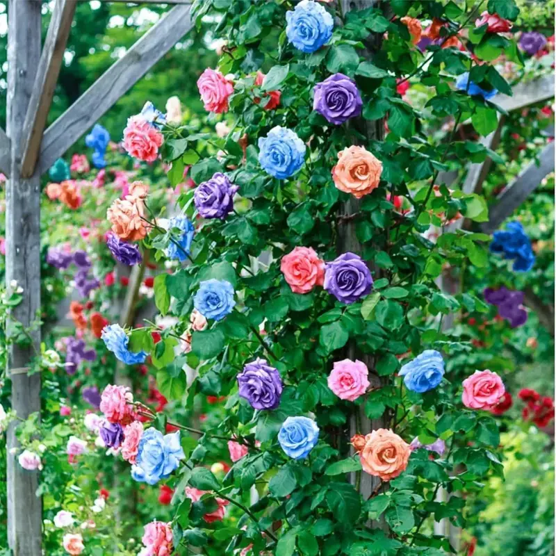 Mixed-Color Climbing Rose Seeds for Planting 200+pcs Semillas De Rosas Trepadoras Ornamental Rosa Bush Vine Climbing Flowers Seeds Indoor Outdoor