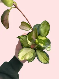 4" Hoya Australis Tricolor - Hoya Lisa - Unique Star-Shaped Flowers - Pink, Cream and Green Variegated Leaves