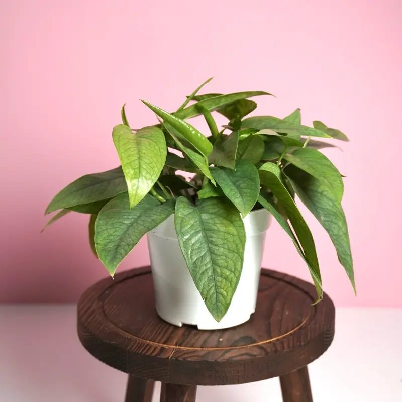 Pothos Cebu Blue - 4”