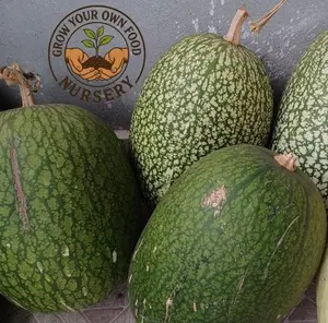 Green Figleaf Gourd (Cucurbita Ficifolia) (Semillas de Chilacayote), Alcayota Squash Heirloom Seeds
