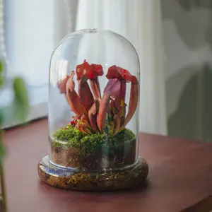 NCYP Handmade Glass Cloche with Top Air Hole, 5.9 x 5.9 x 8.2 Inches, Glass Bell Jar with Base (Terrarium Only) Home Jewelry Display
