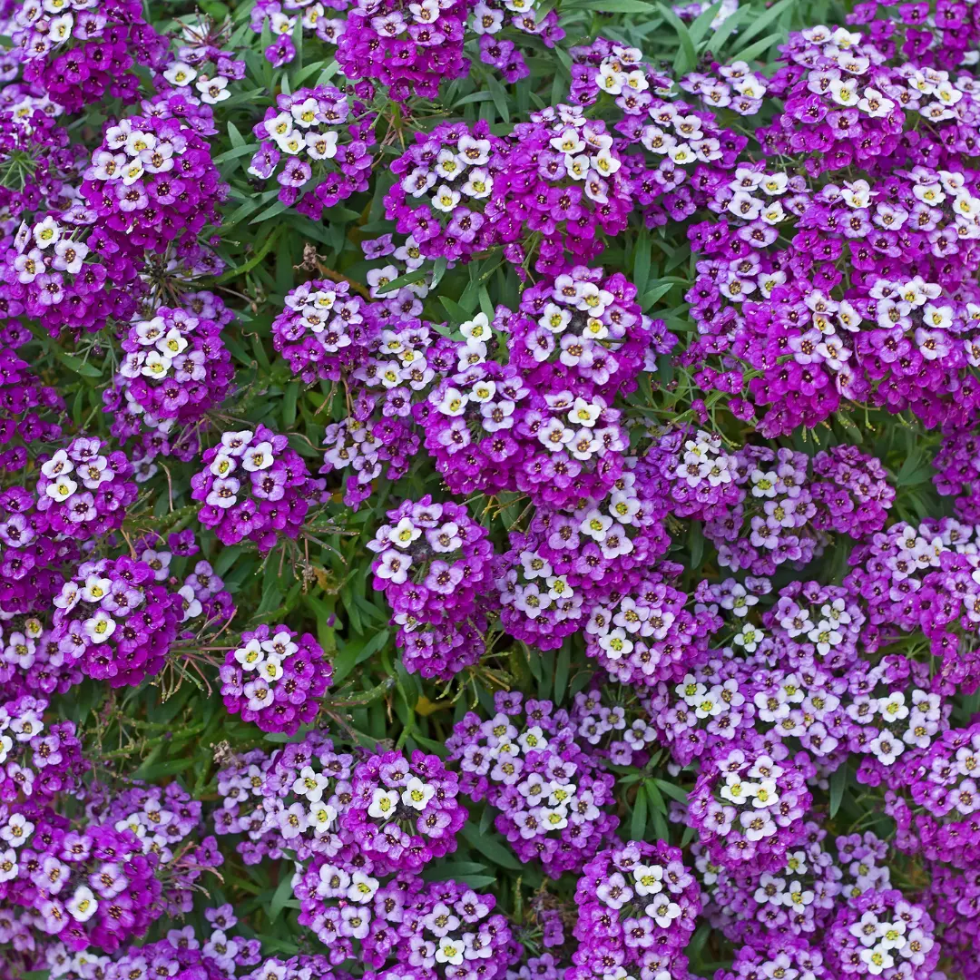 Organic Sweet Alyssum 'Royal Carpet' Seeds – Dwarf Purple Groundcover for Fragrant Garden Borders (Lobularia maritima)