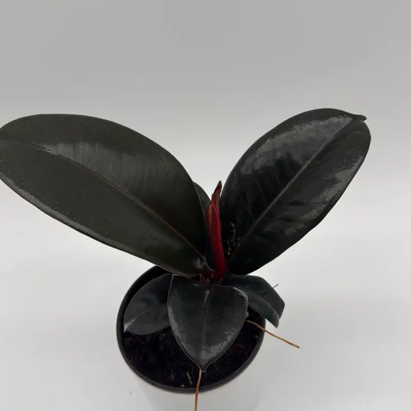 Ficus Elastica Burgundy 4" pot Live Tropical House Plant Unique Burgundy Leaves Easy Care Beginner Friendly Indoor Home Decoration - Houseplants