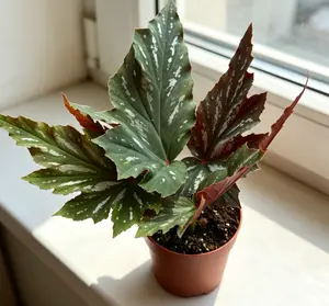 QHT-07  Live Stream Exclusive Link   Maple Leaf Begonia 4 Inch Live Plant | Decorative Foliage Houseplant | Indoor Begonia for Home Gardening | Beginner Friendly Indoor Plant | Maple Shaped Leaf Houseplant for Living Room Bedroom Office Deco