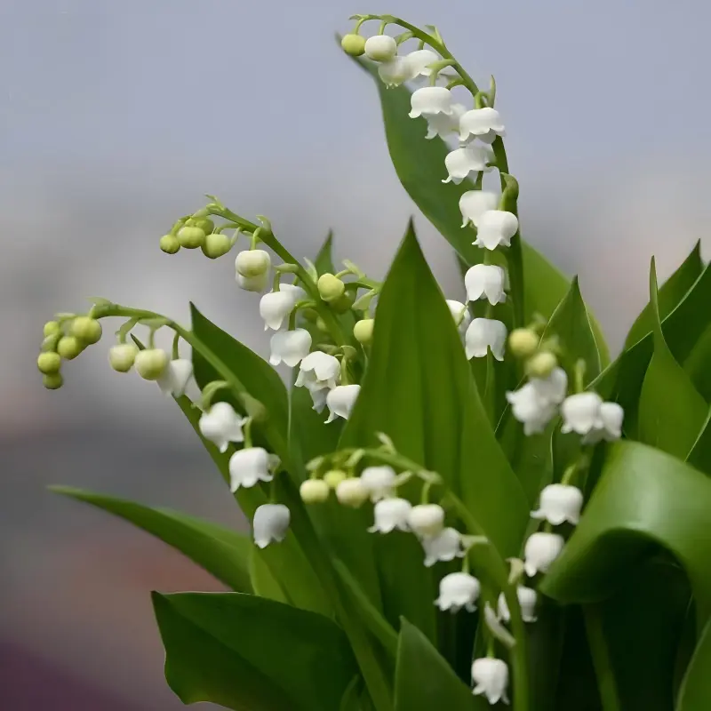 3pcs Fragrant Convallaria Majalis (Lily of the Valley) Pips, Cold & Shade-Tolerant Hardy Perennial Flower Bulbs for Shaded Garden Ground Cover & Shallow Potted Decor