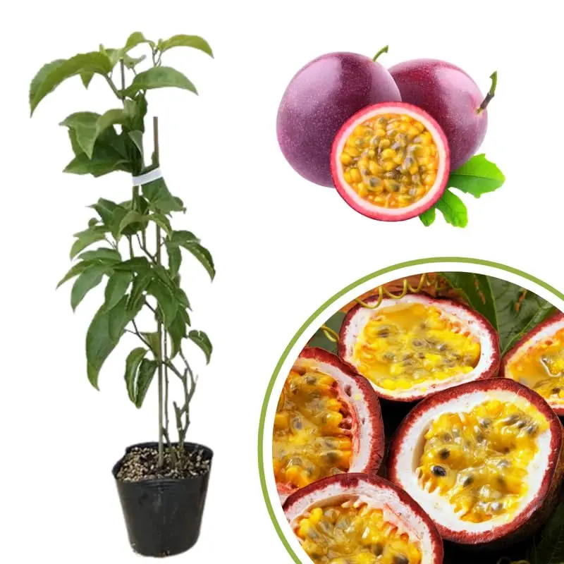 Sweet Purple Passion Fruit Vine Starter Plant, Tropical Fruit Garden Vine, Home Garden Climbing Plant for Outdoor & Patio Growing